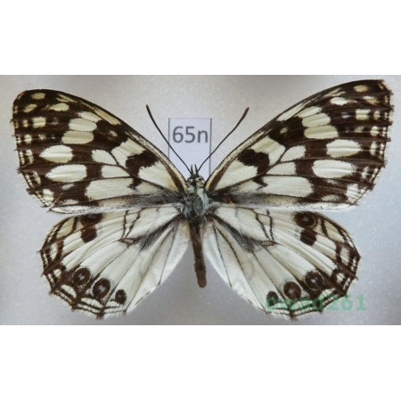 Melanargia occitanica megalatlasica Tarrier, 1996 Morocco65n